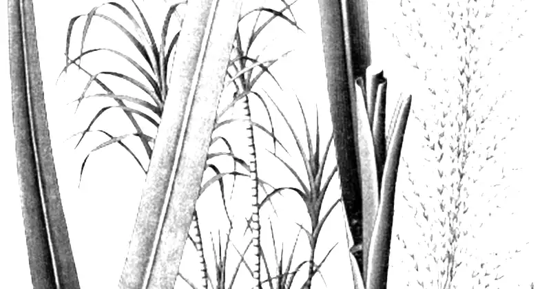 Tablica botaniczna Köhlera z 1897 roku przedstawiająca trzcinę cukrową (Saccharum officinarum)
