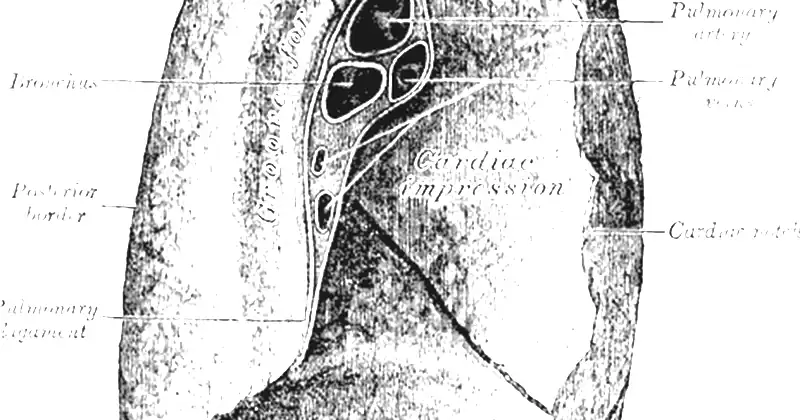 Rycina anatomiczna Henry’ego Vandyke’a Cartera sprzed 1858 roku przedstawiająca płuco