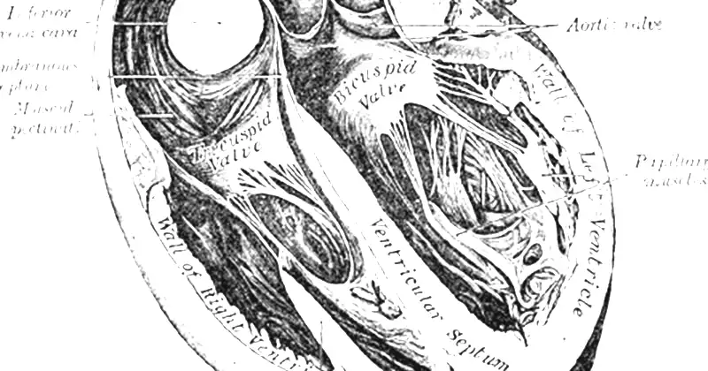 Rycina anatomiczna Henry’ego Vandyke’a Cartera sprzed 1858 roku przedstawiająca wnętrze serca