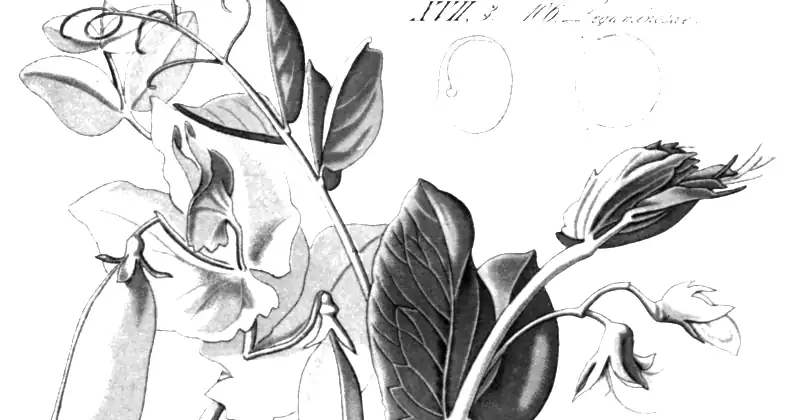 Ilustracja botaniczna przedstawiająca groch (Pisum sativum)