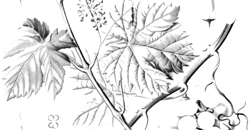 Tablica botaniczna Köhlera z 1897 roku przedstawiająca winorośl (Vitis vinifera)