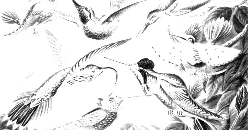 Rycina Ernsta Haeckla z 1904 roku przedstawiająca kolibry