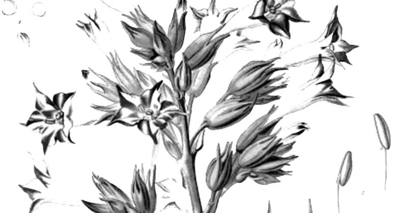 Tablica botaniczna Köhlera z 1897 roku przedstawiająca tytoń (Nicotiana tabacum)